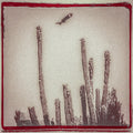 Alejandro Escovedo - La Cruzada (BONE WHITE VINYL) Vinyl 2LP Pressed on bone white vinyl [w/ download card]