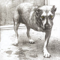 Alice In Chains - Alice In Chains (30th Anniversary Reissue) [Color Vinyl] [2LP] Vinyl