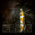 ANDERS ILAR - Elva CD CD