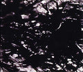 ASVA - Presences Of Absences CD CD