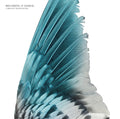 BECOMING ANIMAL - A Distant Hand Lifted Vinyl LP