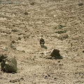 Ben Howard - Noonday Dream (180 Gram Vinyl) [Import] (2 Lp's) Vinyl