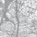 BLACK RAIN - Obliteration Bliss [CD] CD