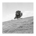BLANK GLOSS - Cornered Vinyl LP
