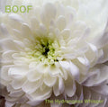 BOOF - The Hydrangeas Whisper CD CD