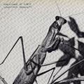 Courtney Barnett - Creature Of Habit Vinyl