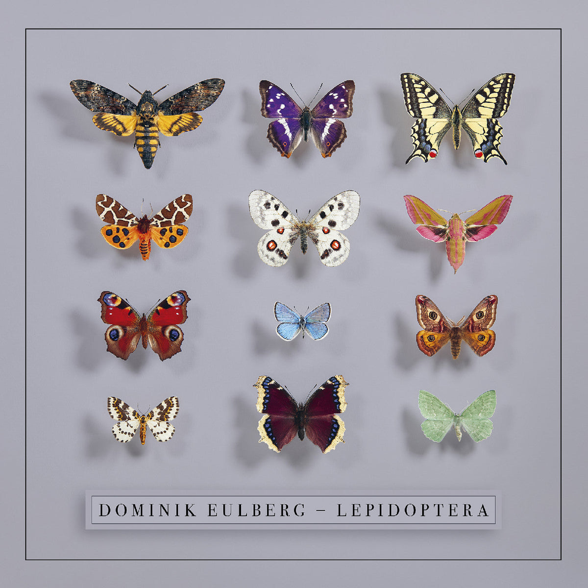 Dominik Eulberg - Lepidoptera Vinyl