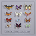 Dominik Eulberg - Lepidoptera CD