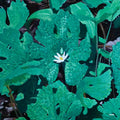 Early Fern - Wetland Interiors Vinyl