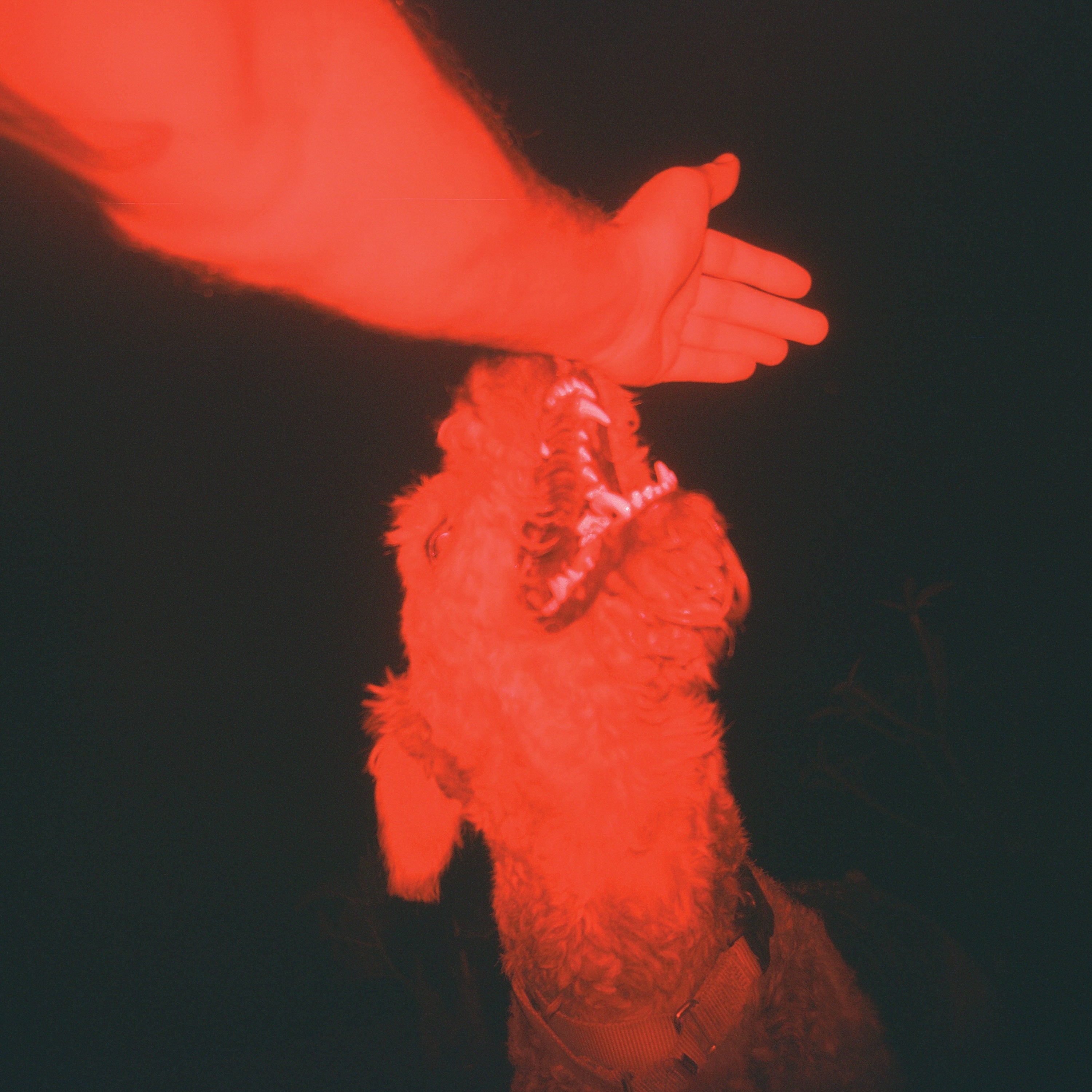 Eli Winter - A Trick Of The Light ("Optical Illusion" Transparent Red Vinyl) Vinyl