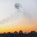 Erland Cooper - Dawn Chorus (180G) [Recycled Vinyl] Vinyl