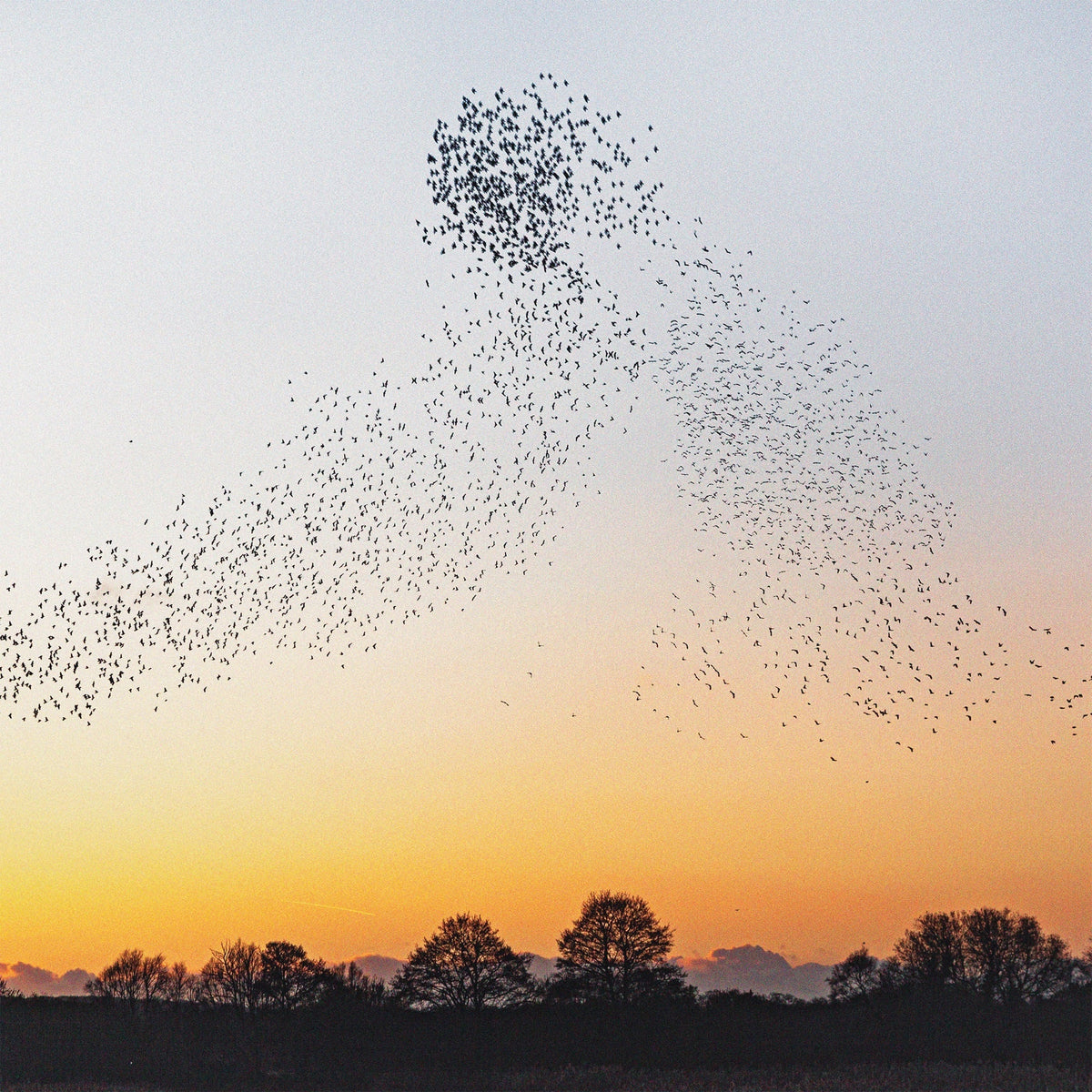 Erland Cooper - Dawn Chorus (180G) [Recycled Vinyl] Vinyl