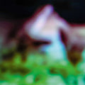 HAIR & TREASURE - Disc Rot Vinyl LP