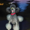 Hit Bargain - A DOG A DEER A SEAL Vinyl LP