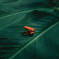 Ingredient - Ingredient Vinyl LP