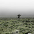 MARKUS WORMSTORM - Figure In Field Vinyl LP