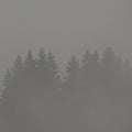 MAX LODERBAUER - Donnerwetter Vinyl LP