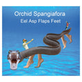 ORCHID SPANGIAFORA - Eel Asp Flaps Feet CD CD