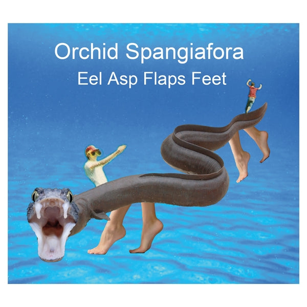 ORCHID SPANGIAFORA - Eel Asp Flaps Feet CD CD