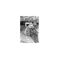 Patrick Lysaght - For The Birds [LP] Vinyl