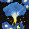 Sarah Louise - Nighttime Birds and Morning Stars Vinyl LP version pressed on virgin vinyl and packaged with an artworked inner sleeve and free download cou