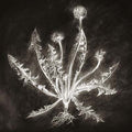 SCOTT TUMA - Dandelion CD CD