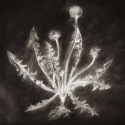 SCOTT TUMA - Dandelion CD CD