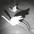 Siavash Amini - A Mimesis of Nothingness Vinyl LP