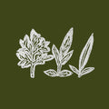 UENO TAKASHI - Variations of Weeds CD CD
