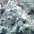 Va - Pop Ambient 2017 CD CD
