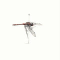 WARM WIDOW - Widower CD CD