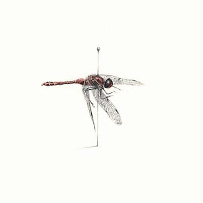WARM WIDOW - Widower CD CD