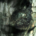 Yann Tiersen - La Valse des Monstres CD CD