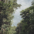 Zac Nelson - New Once Vinyl LP